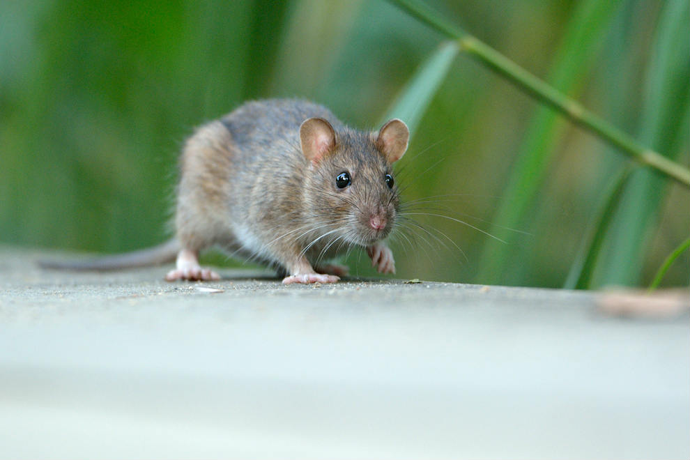 savoir le rat brun de Paris