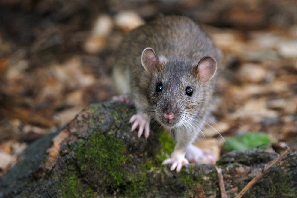 le rat de Paris