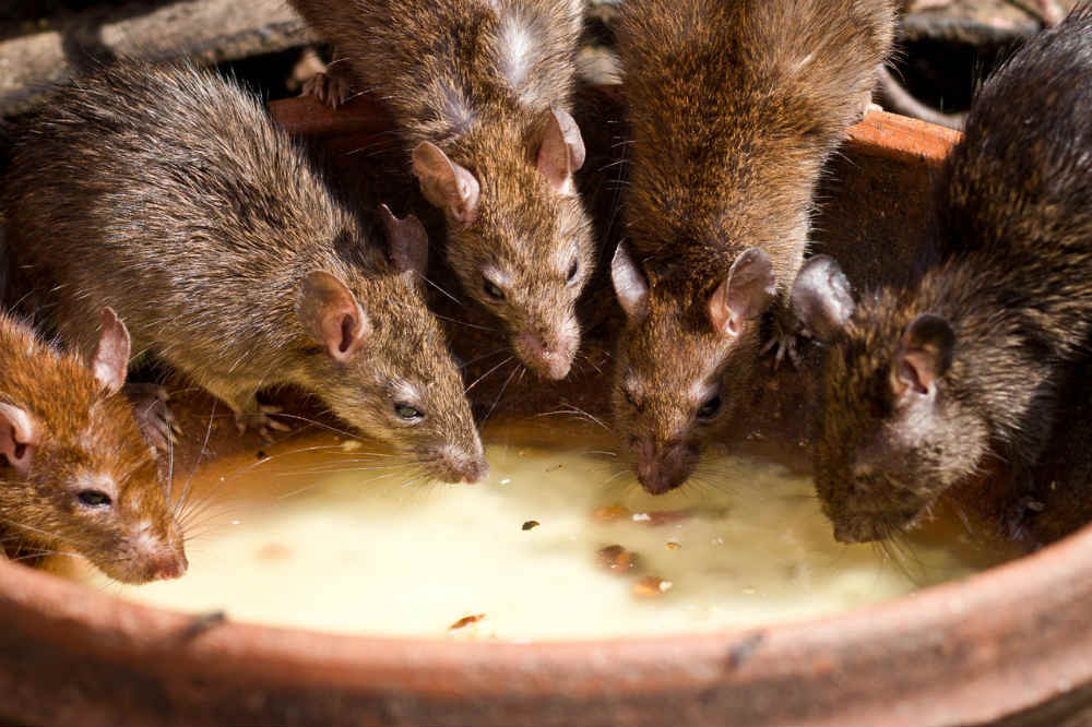 rats de Paris nombreux